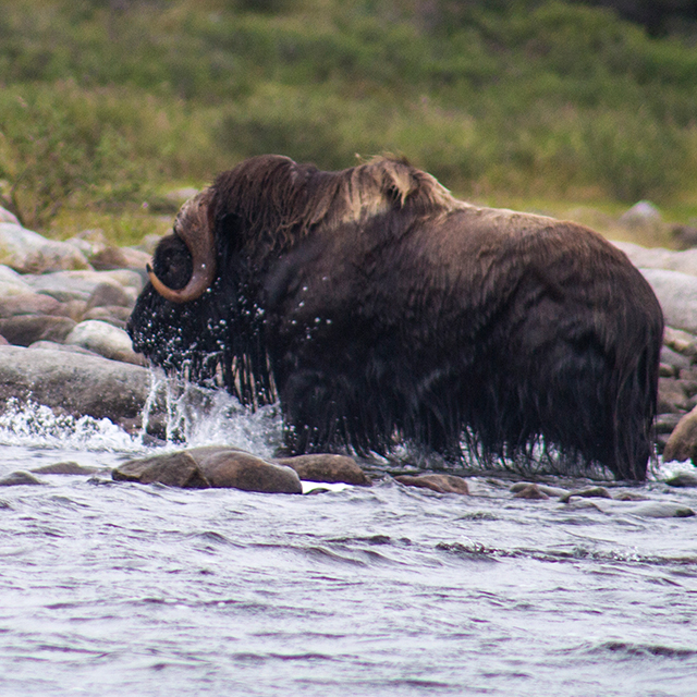 nwt muskox viewing